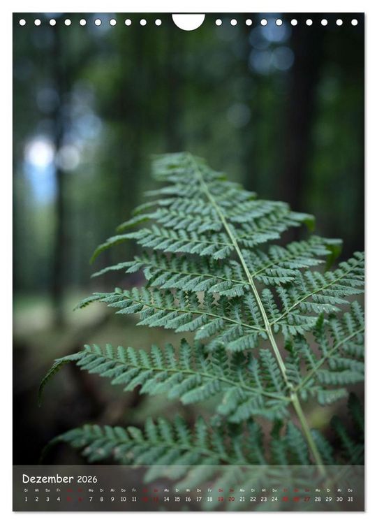 Produktbild: Lebensraum Wald (Wandkalender 2026 DIN A4 hoch), CALVENDO Monatskalender
