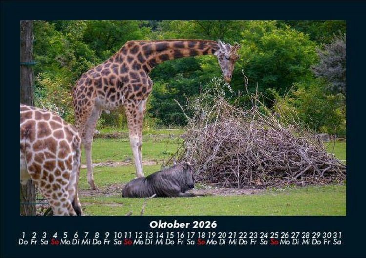 Produktbild: Giraffen 2026 Fotokalender DIN A5