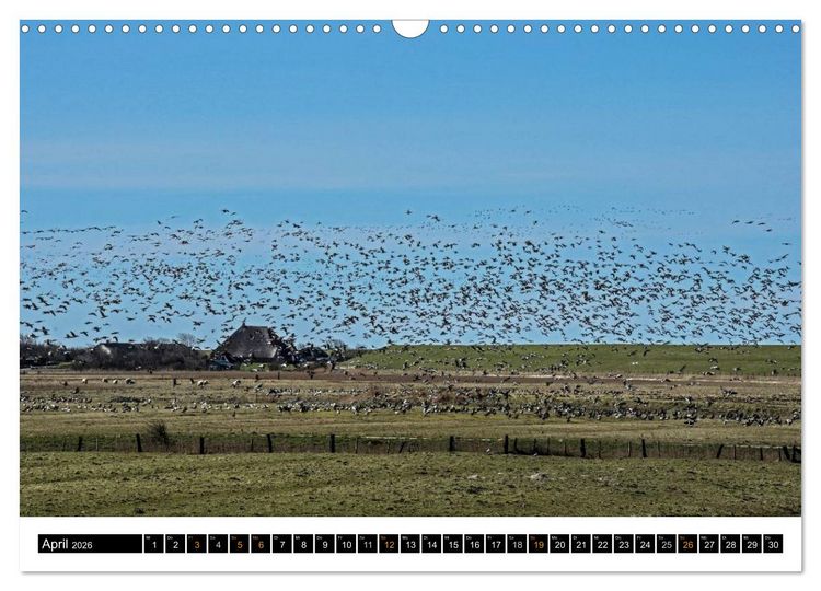 Produktbild: Tr&auml;umende Bilder - Die Nordseehalbinsel Eiderstedt (Wandkalender 2026 DIN A3 quer), CALVENDO Monatskalender