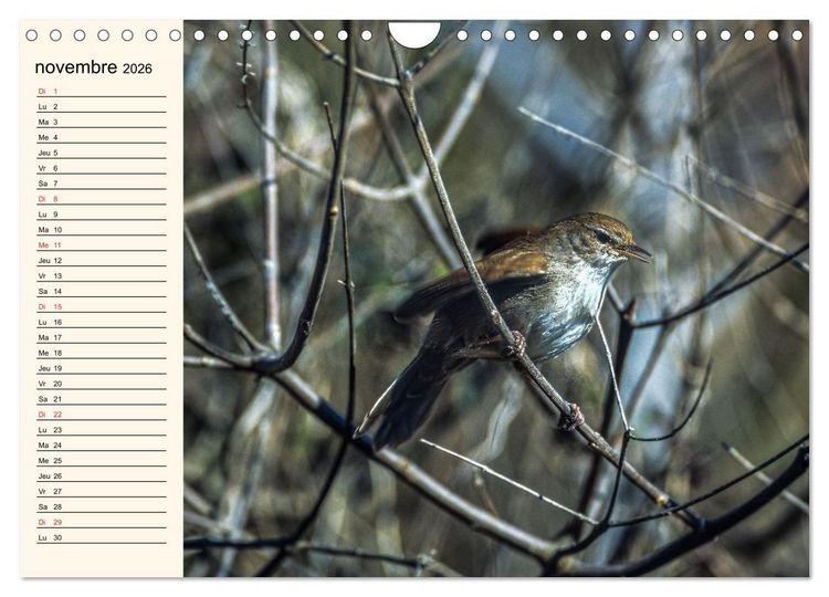 Produktbild: Notre nature sauvage, les passereaux d'Europe (Calendrier mural 2026 DIN A4 vertical), CALVENDO calendrier mensuel