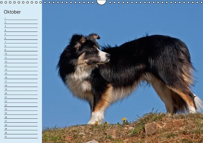 Produktbild: Der Border Collie Geburtstagskalender (Wandkalender immerw&auml;hrend DIN A3 quer)