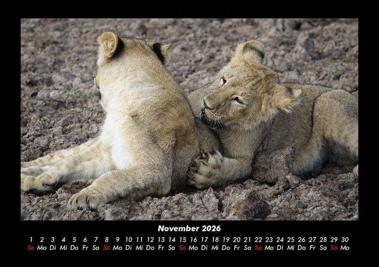 Produktbild: L&ouml;wen in der Wildnis 2026 Fotokalender DIN A3