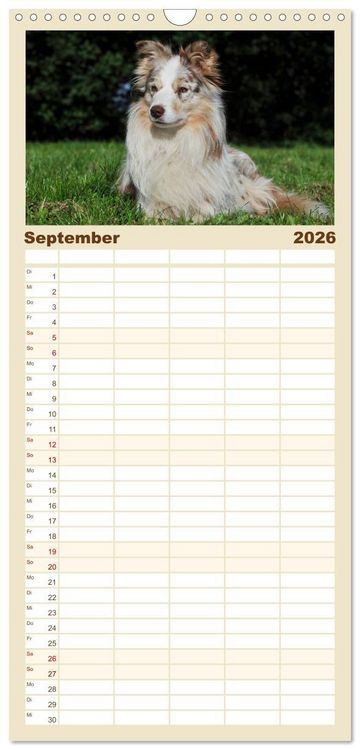 Produktbild: Familienplaner 2026 - Border Collie 2026 mit 5 Spalten (Wandkalender, 21 x 45 cm) CALVENDO