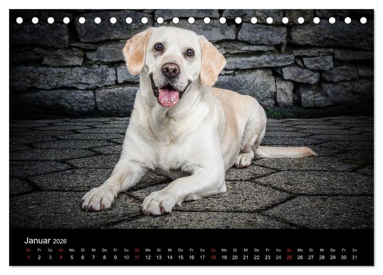 Produktbild: Urban Dogs - Hundekalender der anderen Art (Tischkalender 2026 DIN A5 quer), CALVENDO Monatskalender