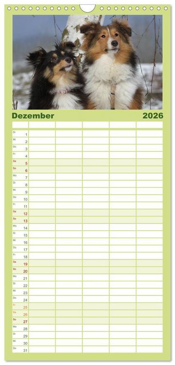 Produktbild: Familienplaner 2026 - Shelties 2026 mit 5 Spalten (Wandkalender, 21 x 45 cm) CALVENDO