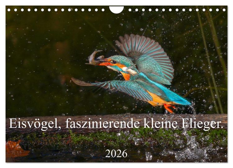 Produktbild: Eisv&ouml;gel, faszinierende kleine Flieger. (Wandkalender 2026 DIN A4 quer), CALVENDO Monatskalender