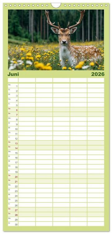 Produktbild: Familienplaner 2026 - HIRSCHE UND REHE - Ein Jahr in freier Wildbahn mit 5 Spalten (Wandkalender, 21 x 45 cm) CALVENDO