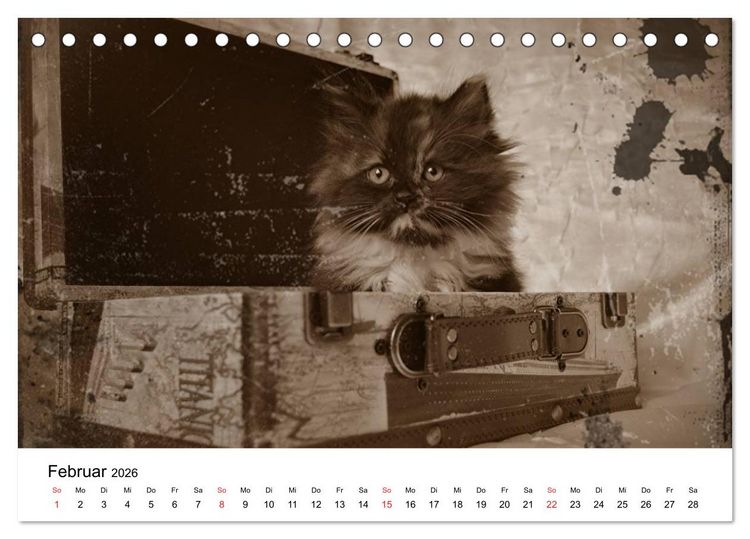 Produktbild: Oma's Katzenkalender 2026 (Tischkalender 2026 DIN A5 quer), CALVENDO Monatskalender
