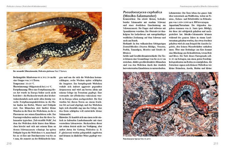 Produktbild: Molche und Salamander halten und z&uuml;chten