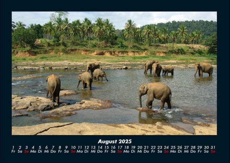 Produktbild: Der Elefantenkalender 2025 Fotokalender DIN A4