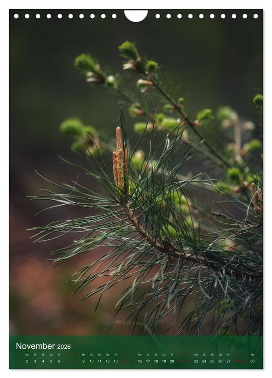 Produktbild: Klimaretter Baum (Wandkalender 2026 DIN A4 hoch), CALVENDO Monatskalender
