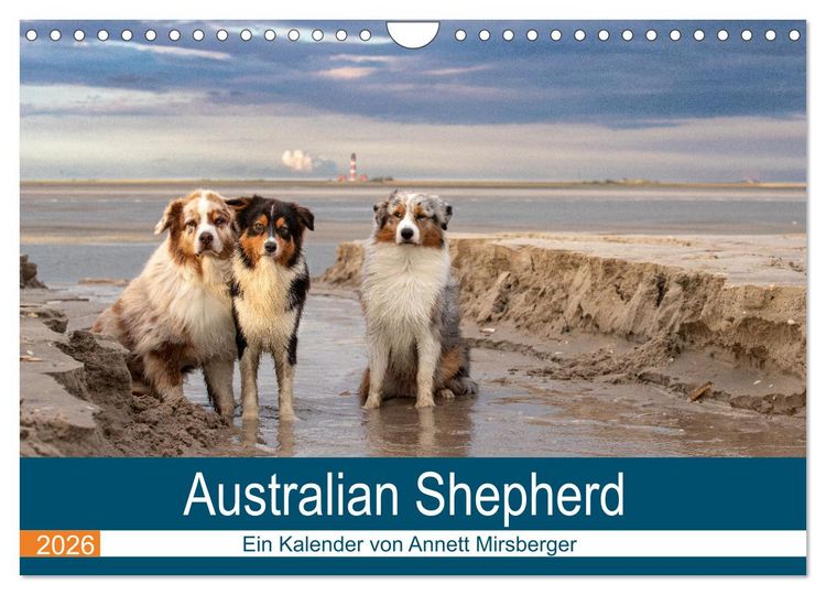 Produktbild: Australian Shepherd 2026 (Wandkalender 2026 DIN A4 quer), CALVENDO Monatskalender