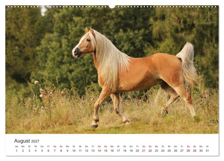 Produktbild: Haflinger - blonde Sch&ouml;nheiten (Wandkalender 2027 DIN A2 quer), CALVENDO Monatskalender