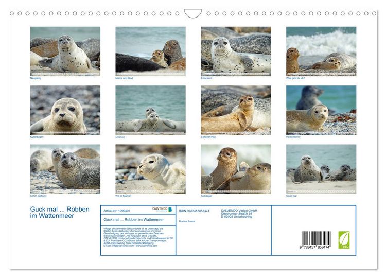 Produktbild: Guck mal ... Robben im Wattenmeer (Wandkalender 2026 DIN A3 quer), CALVENDO Monatskalender
