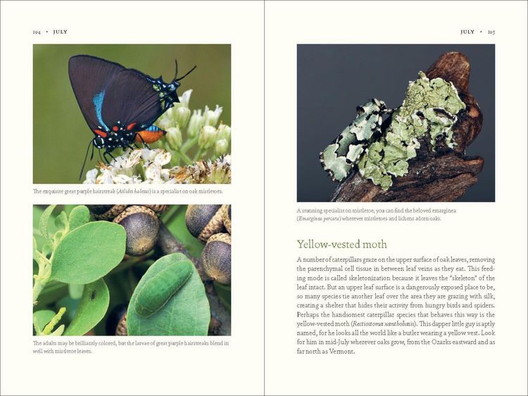 Produktbild: The Nature of Oaks