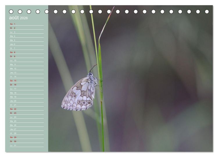 Produktbild: Merveilleux papillons (Calendrier de bureau 2026 DIN A5 vertical), CALVENDO calendrier mensuel