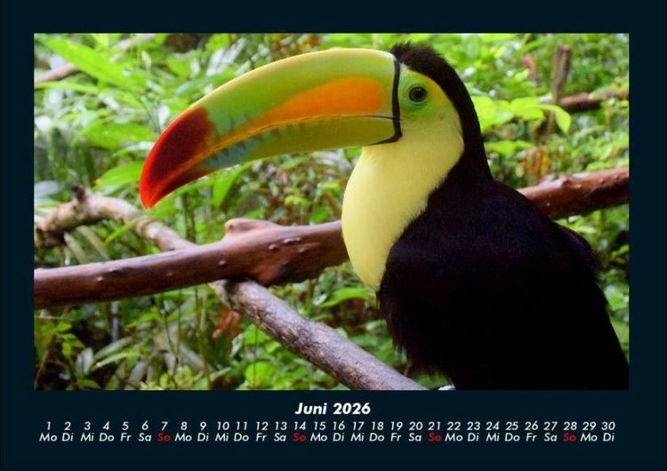 Produktbild: Welt der Tiere 2026 Fotokalender DIN A4