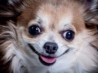 Produktbild: CALVENDO Puzzle Lachender Chihuahua | 1000 Teile Lege-Gr&ouml;&szlig;e 64x48cm Foto-Puzzle f&uuml;r gl&uuml;ckliche Stunden