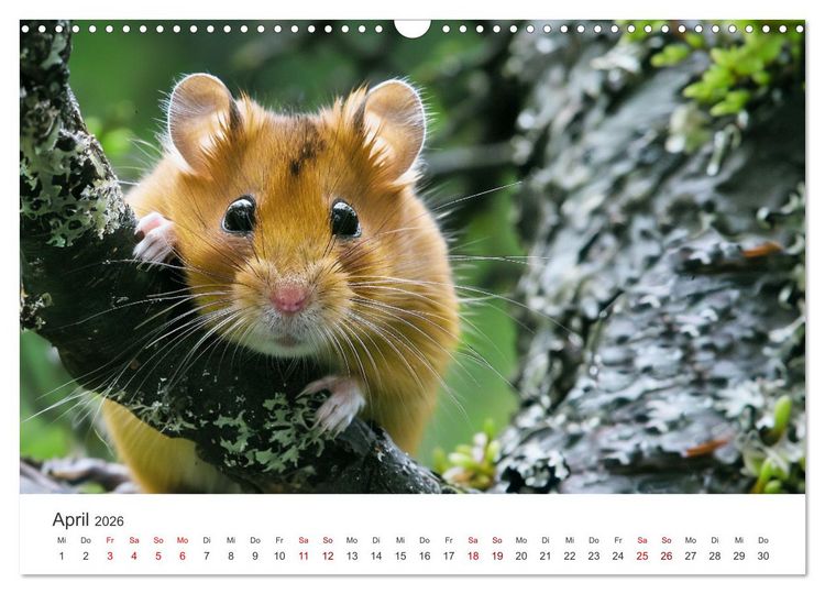 Produktbild: Wild und flauschig - Hamster - Abenteuer in freier Natur (Wandkalender 2026 DIN A3 quer), CALVENDO Monatskalender
