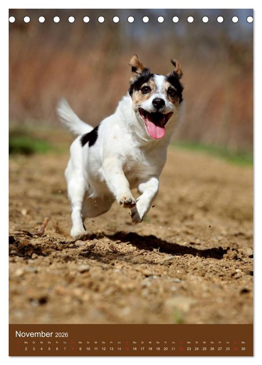 Produktbild: Jack Russell Terrier (Tischkalender 2026 DIN A5 hoch), CALVENDO Monatskalender