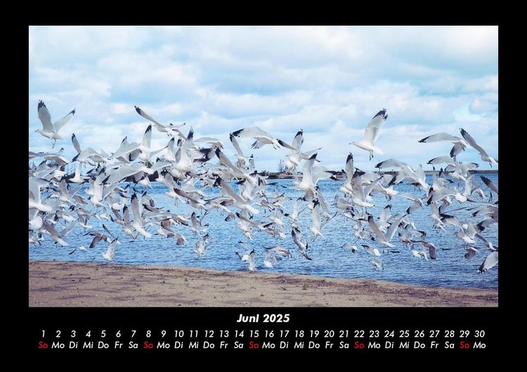 Produktbild: M&ouml;wen 2025 Fotokalender DIN A3