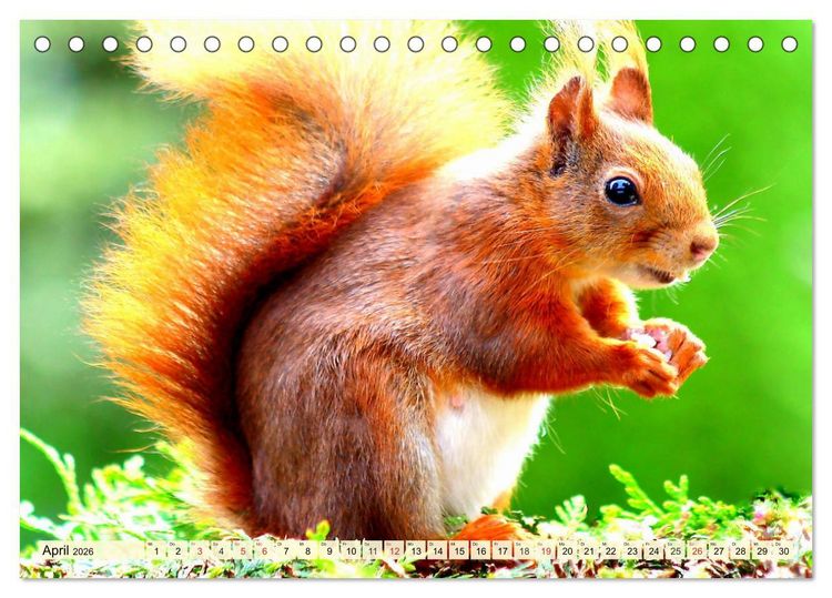 Produktbild: Nagetiere. Hamster, Kaninchen und Co. (Tischkalender 2026 DIN A5 quer), CALVENDO Monatskalender