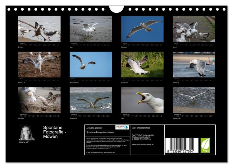 Produktbild: Spontane Fotografie - M&ouml;wen (Wandkalender 2026 DIN A4 quer), CALVENDO Monatskalender