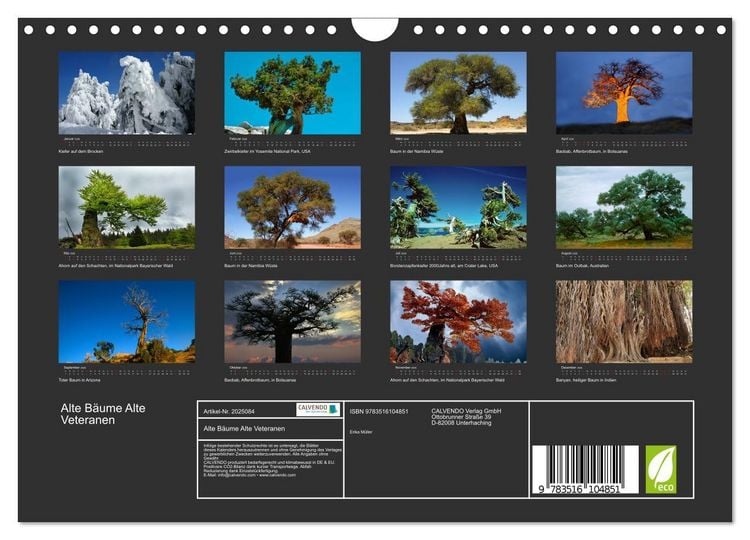 Produktbild: Alte B&auml;ume Alte Veteranen (Wandkalender 2026 DIN A4 quer), CALVENDO Monatskalender