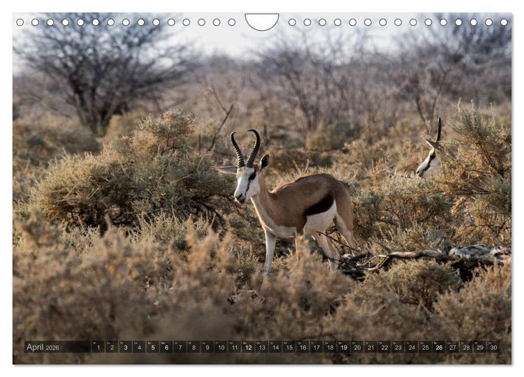 Produktbild: ETOSHA &ndash; Namibia Highlights (Wandkalender 2026 DIN A4 quer), CALVENDO Monatskalender
