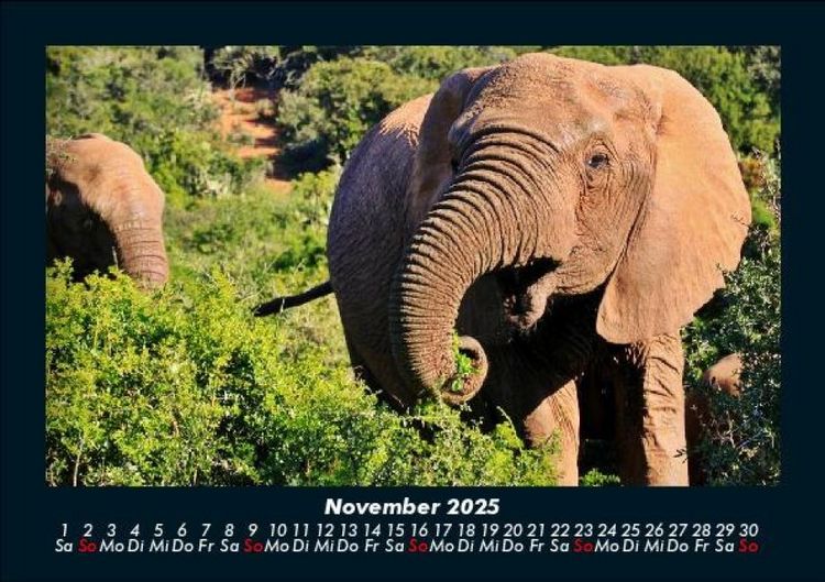 Produktbild: Elefanten 2025 Fotokalender DIN A5