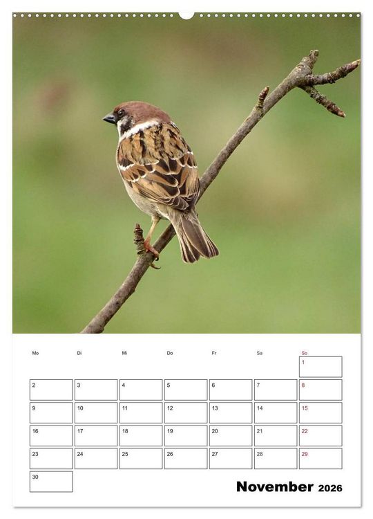 Produktbild: Amsel, Drossel, Fink und Star - beobachtet (Wandkalender 2026 DIN A2 hoch), CALVENDO Monatskalender