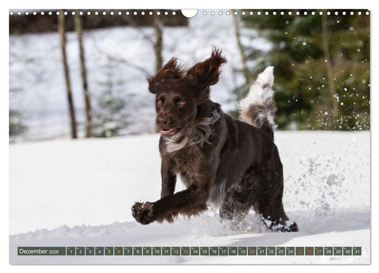 Produktbild: Jagdhund im Portrait - Deutsch Langhaar (Wandkalender 2026 DIN A3 quer), CALVENDO Monatskalender