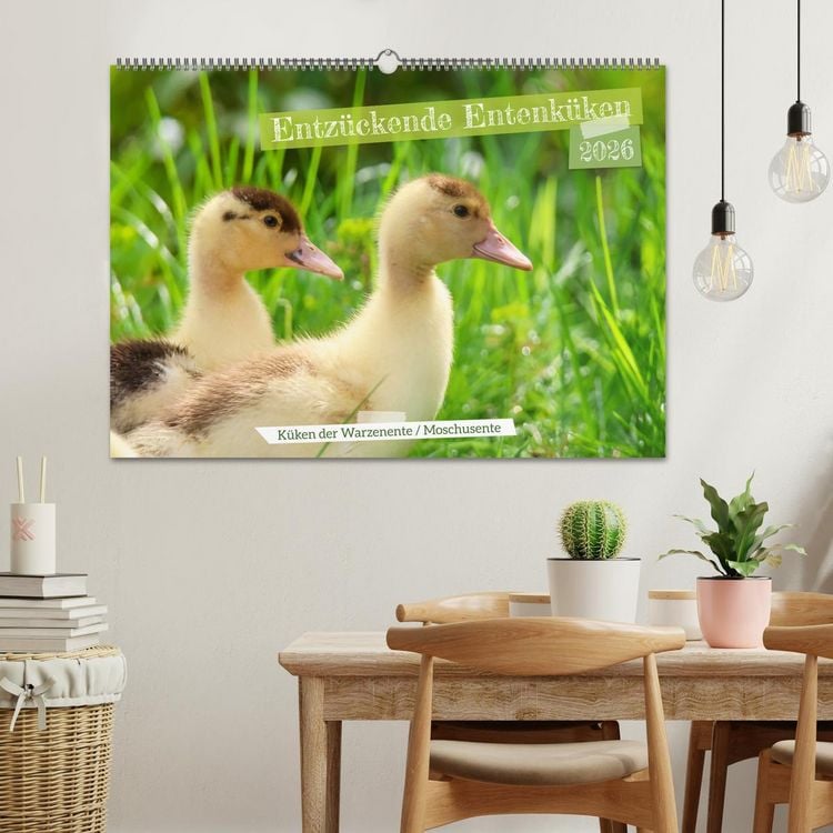 Produktbild: Entz&uuml;ckende Entenk&uuml;ken (Wandkalender 2026 DIN A2 quer), CALVENDO Monatskalender