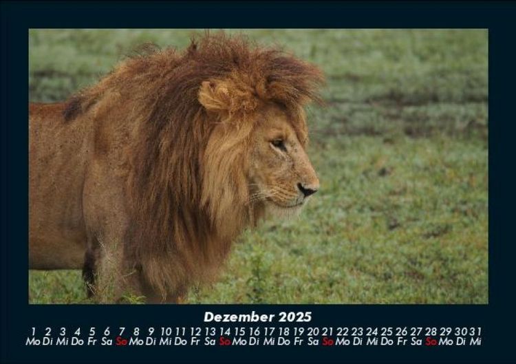Produktbild: L&ouml;wen in der Wildnis 2025 Fotokalender DIN A5