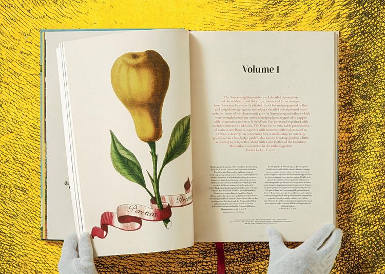 Produktbild: J.C. Volkamer
