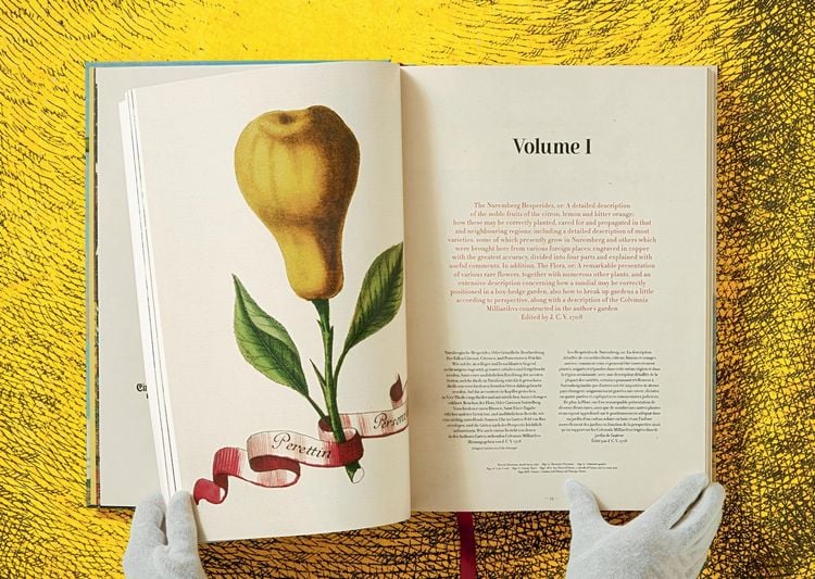 Produktbild: Johann Christoph Volkamer. Citrus fruits