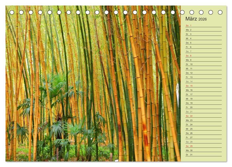 Produktbild: BAMBUS (Tischkalender 2026 DIN A5 quer), CALVENDO Monatskalender