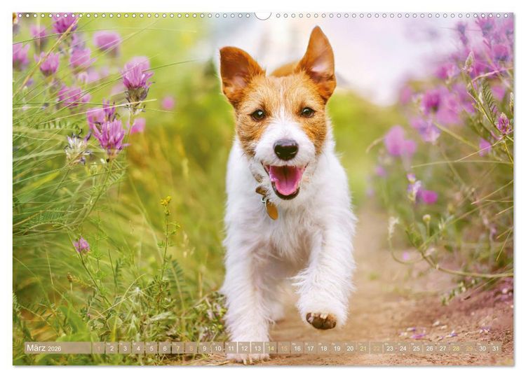 Produktbild: Jack Russell Terrier: flink und verspielt (Wandkalender 2026 DIN A2 quer), CALVENDO Monatskalender