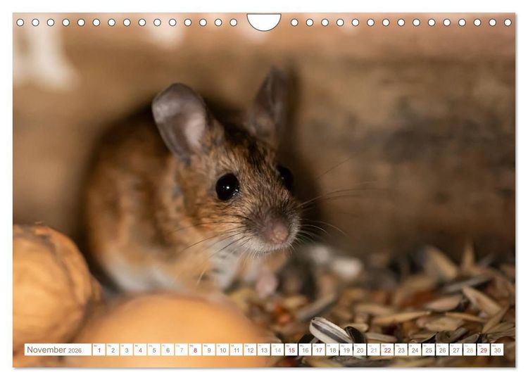 Produktbild: Die Maus im Vogelhaus (Wandkalender 2026 DIN A4 quer), CALVENDO Monatskalender