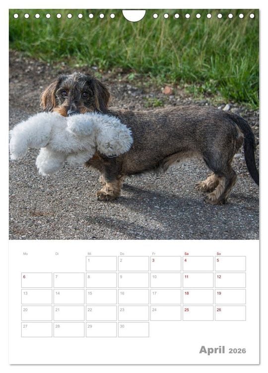 Produktbild: Dackelportraits (Wandkalender 2026 DIN A4 hoch), CALVENDO Monatskalender