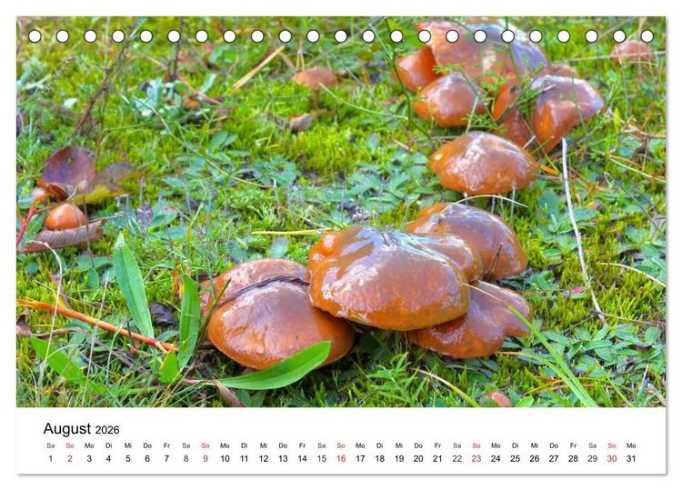 Produktbild: Heimische Pilze (Tischkalender 2026 DIN A5 quer), CALVENDO Monatskalender