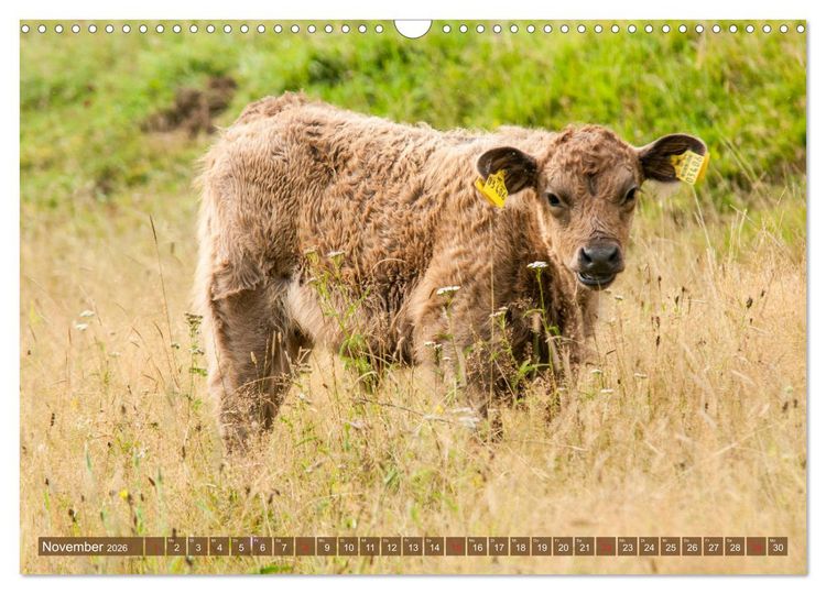 Produktbild: Galloway K&auml;lbchen - Liebenswert und lockig (Wandkalender 2026 DIN A3 quer), CALVENDO Monatskalender