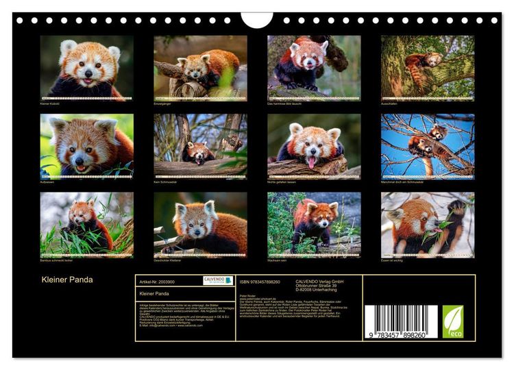 Produktbild: Kleiner Panda (Wandkalender 2026 DIN A4 quer), CALVENDO Monatskalender