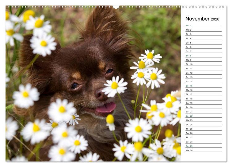Produktbild: Chihuahuas - kleine Herzensbrecher (Wandkalender 2026 DIN A2 quer), CALVENDO Monatskalender