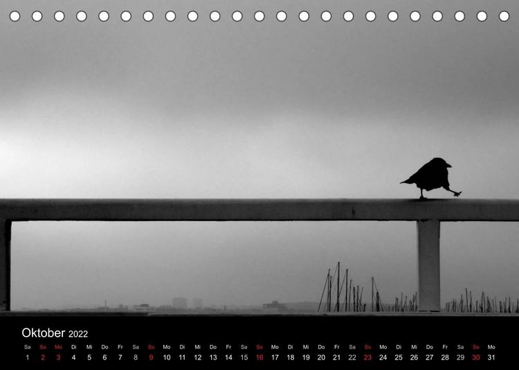 Produktbild: Kieler V&ouml;gel (Tischkalender 2022 DIN A5 quer)