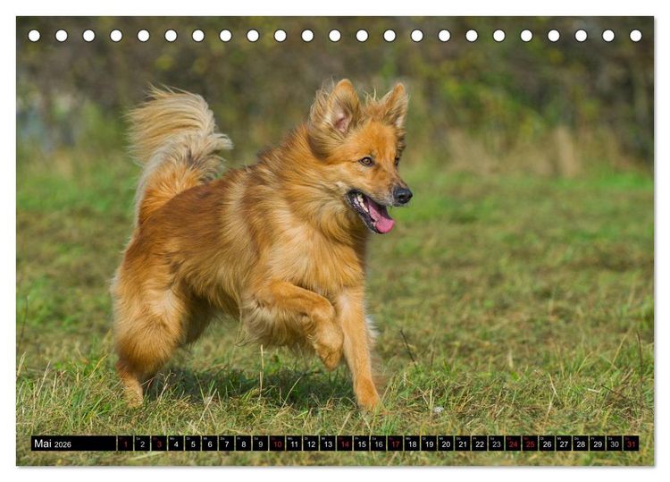 Produktbild: Altdeutsche H&uuml;tehunde - Fast vergessen (Tischkalender 2026 DIN A5 quer), CALVENDO Monatskalender