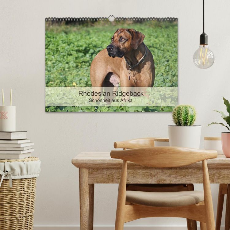 Produktbild: Rhodesian Ridgeback Sch&ouml;nheit aus Afrika (Wandkalender 2026 DIN A3 quer), CALVENDO Monatskalender
