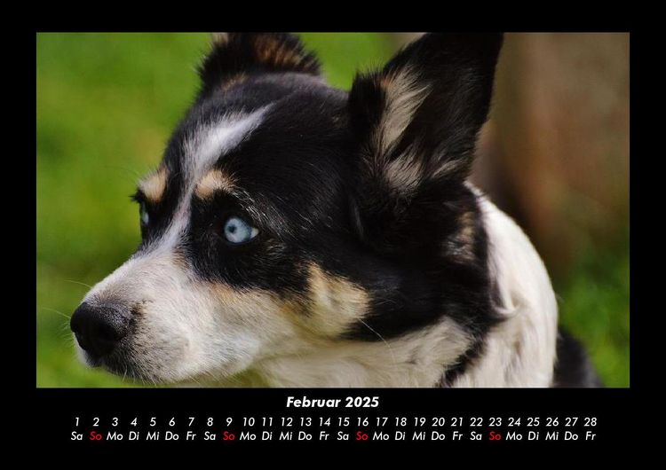 Produktbild: Hunde 2025 Fotokalender DIN A3
