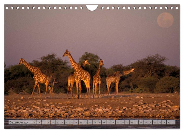 Produktbild: Afrikas Tierwelt Christian Heeb (Wandkalender 2026 DIN A4 quer), CALVENDO Monatskalender
