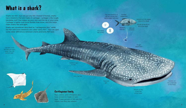 Produktbild: The World of Sharks